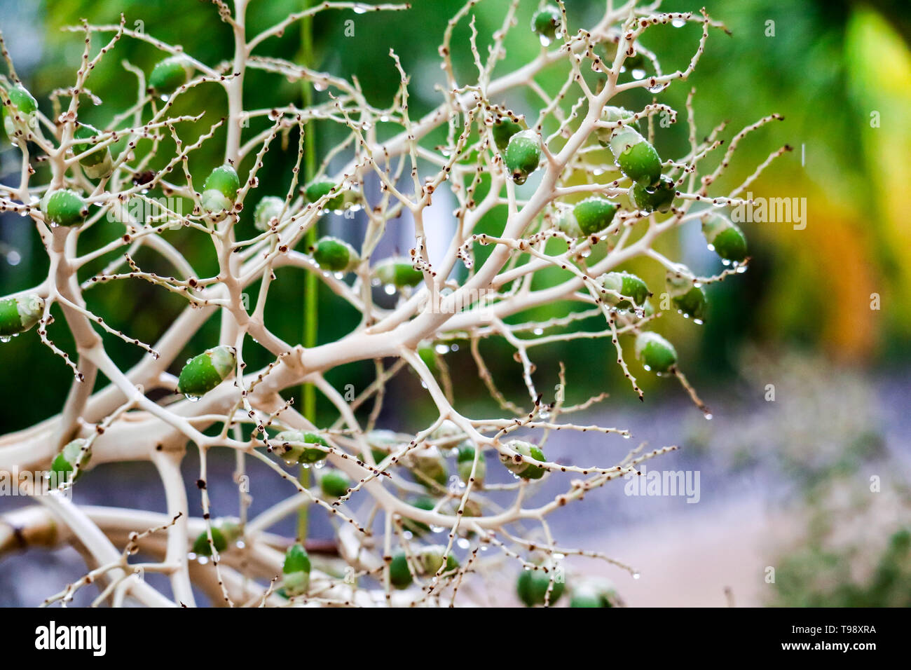 Palm and soft seed new leaves started, After rain fall for several days