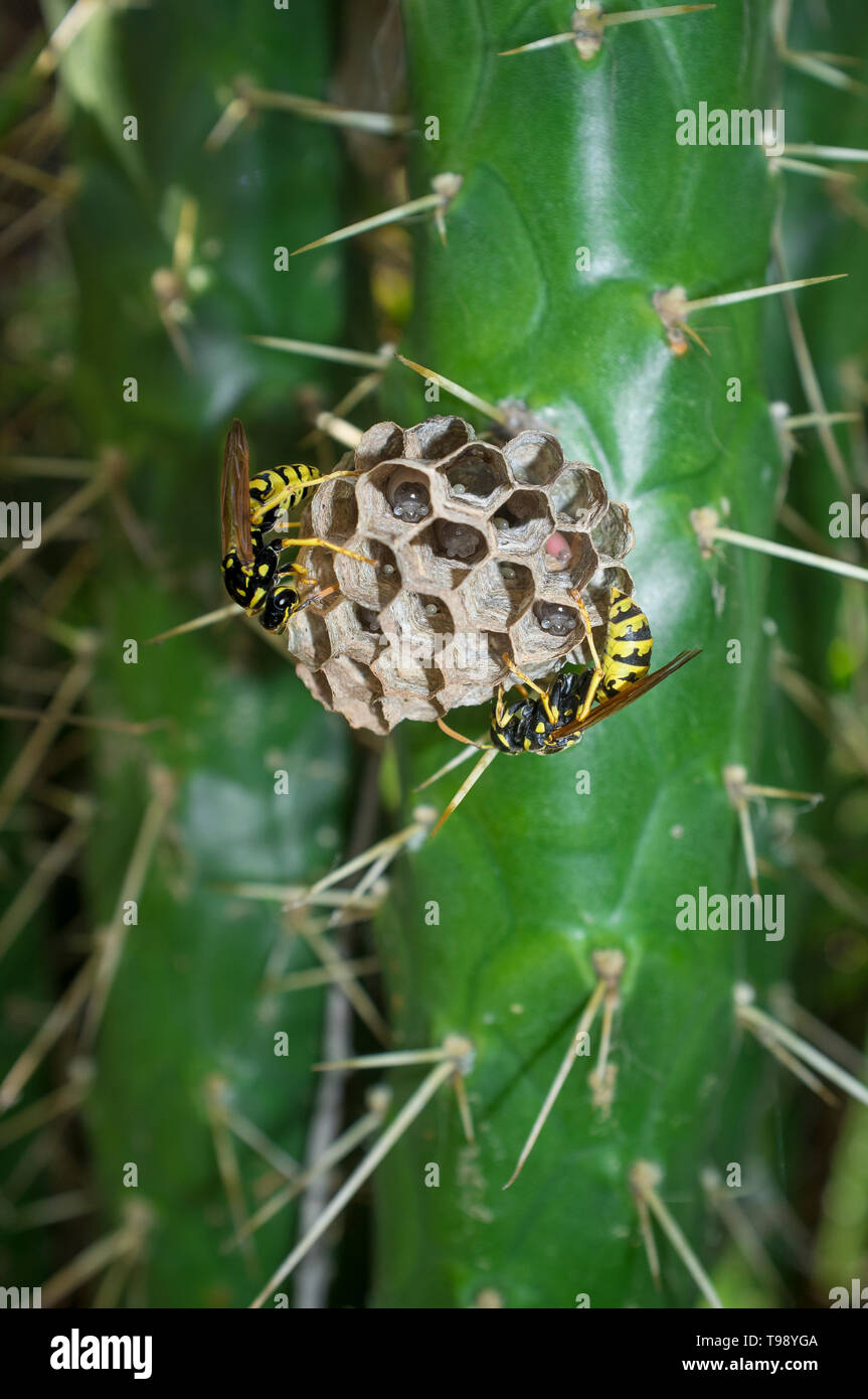 Wasps caring their larvae and eggs. Wasp nest attached to cactus Stock Photo