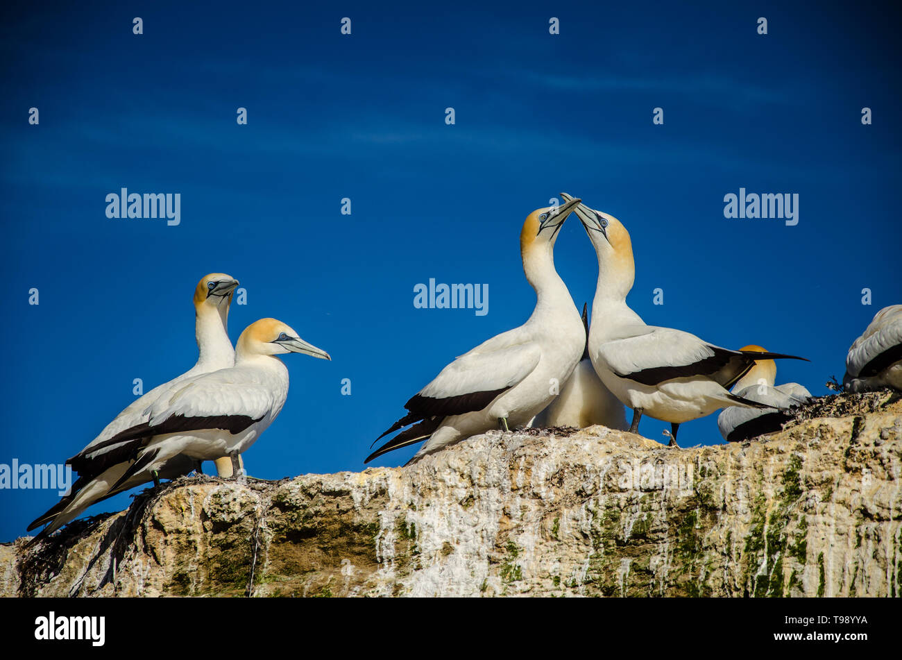 Gannet Colony at Cape Kidnappers in Hawkes Bay near Hastings on North Island, New Zealand. Stock Photo
