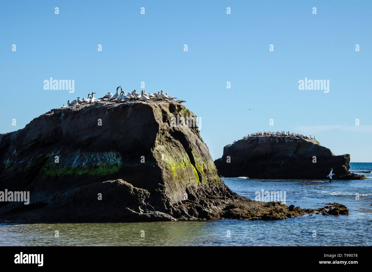 Gannet Colony at Cape Kidnappers in Hawkes Bay near Hastings on North Island, New Zealand. Stock Photo