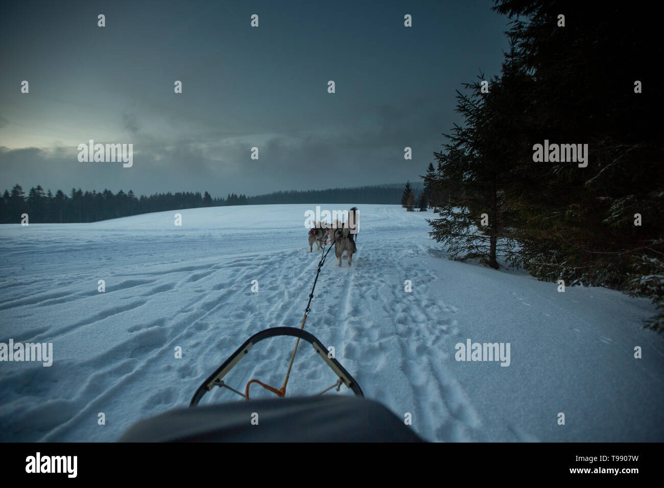 Husky sled dog tour, Thuringian Forest, Germany Stock Photo