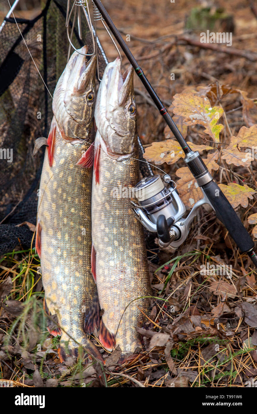 Fishing concept, trophy catch - big freshwater pike fish know as Esox Lucius  just taken from the water on fish stringer and fishing rod with reel. Two  Stock Photo - Alamy