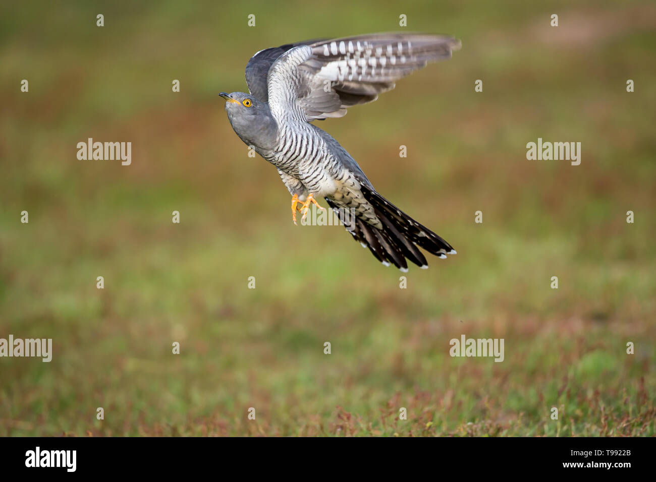 A Common cuckoo in flight up close Stock Photo