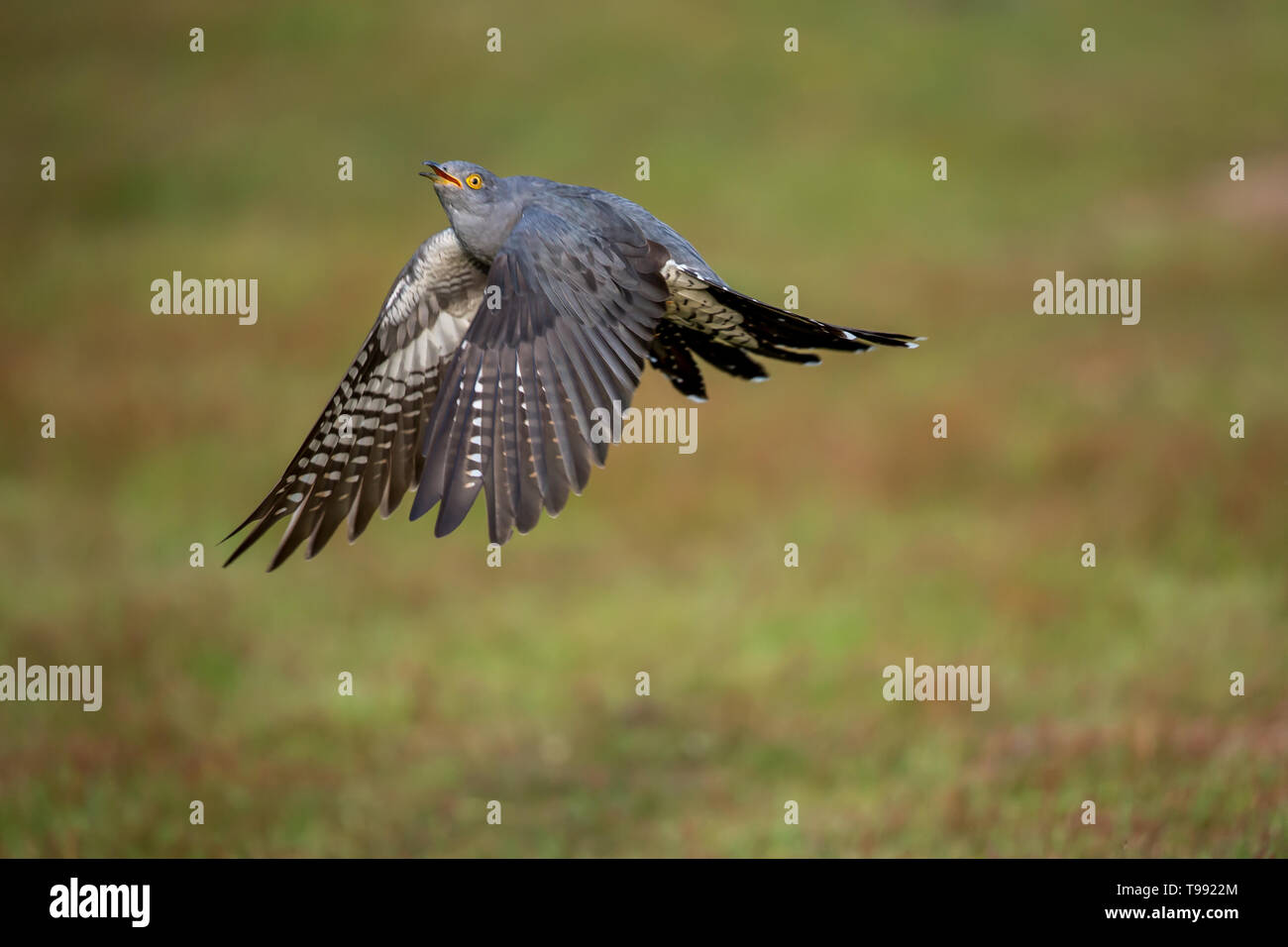 A Common cuckoo in flight up close Stock Photo