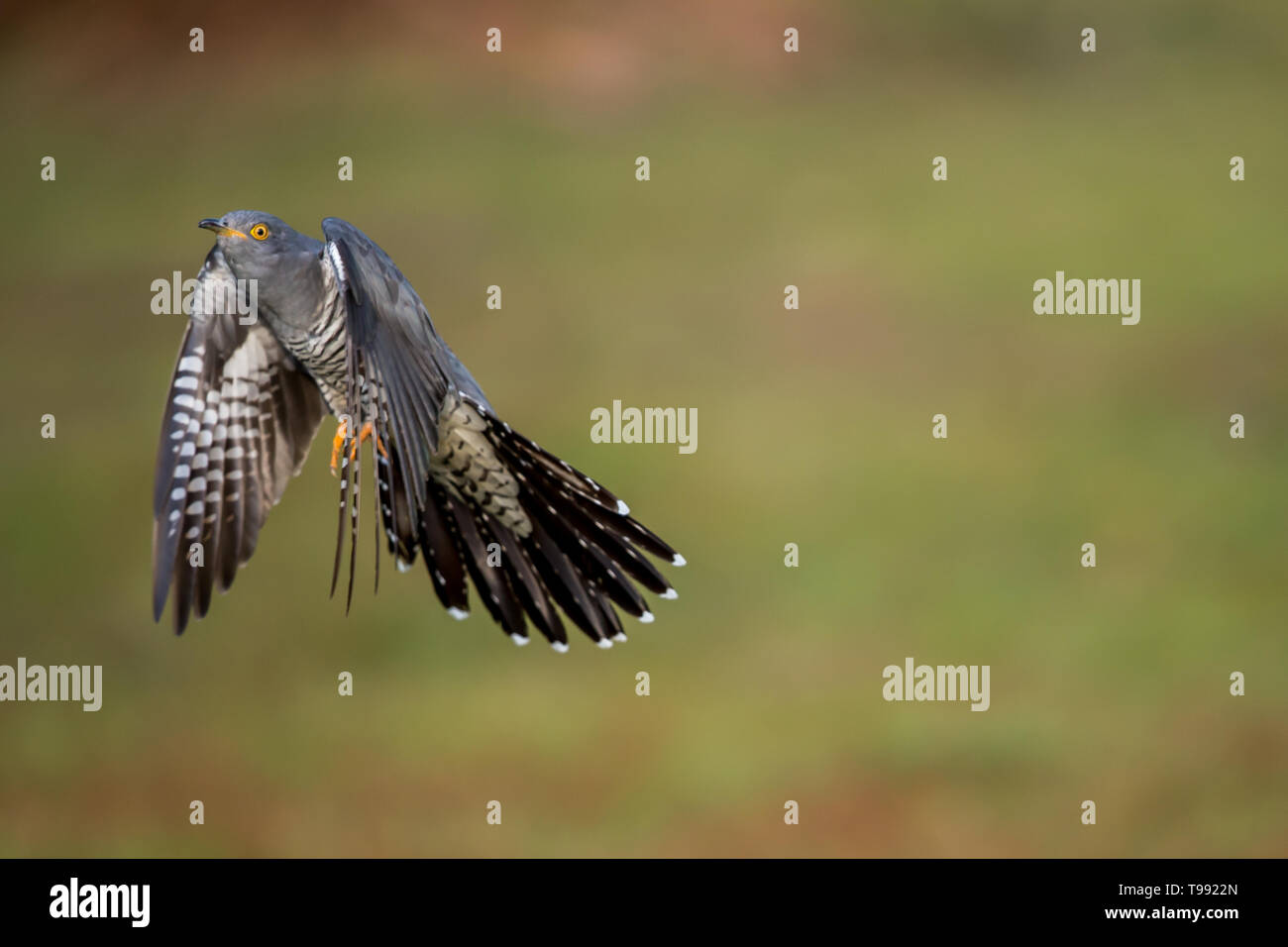 A Common cuckoo in flight up close Stock Photo