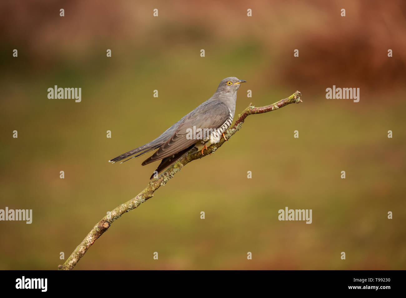 A Common cuckoo perched up close Stock Photo