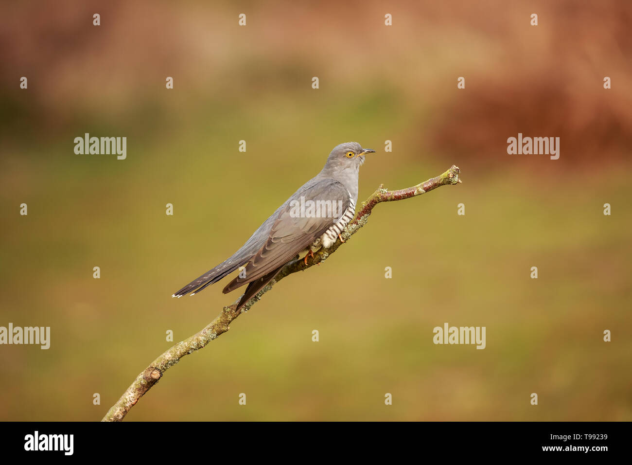 A Common cuckoo perched up close Stock Photo