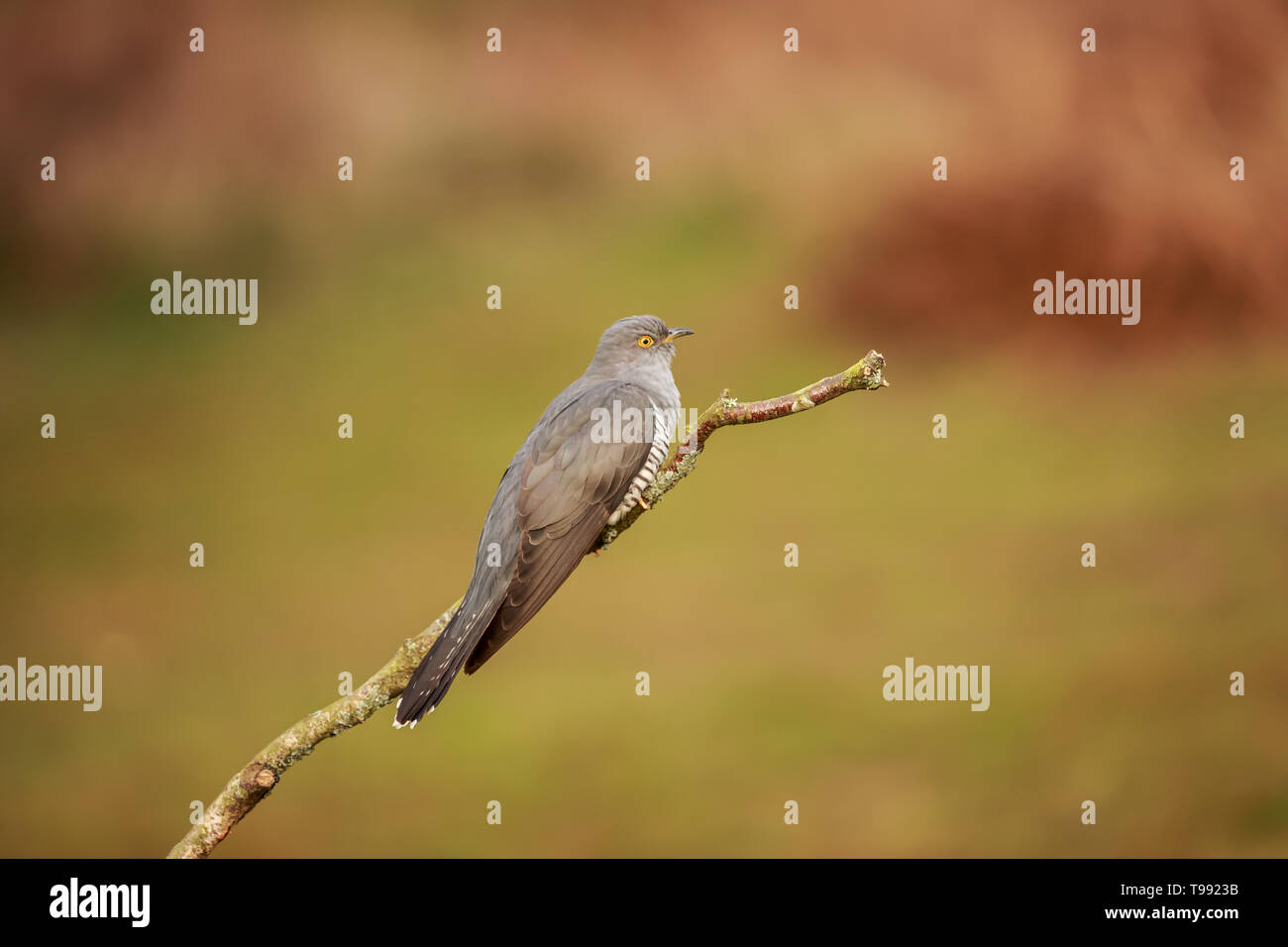 A Common cuckoo perched up close Stock Photo