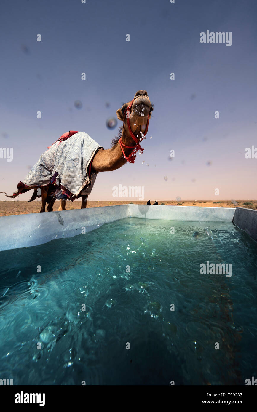 Drinking camels after a camel race, Saudi Arabia Stock Photo