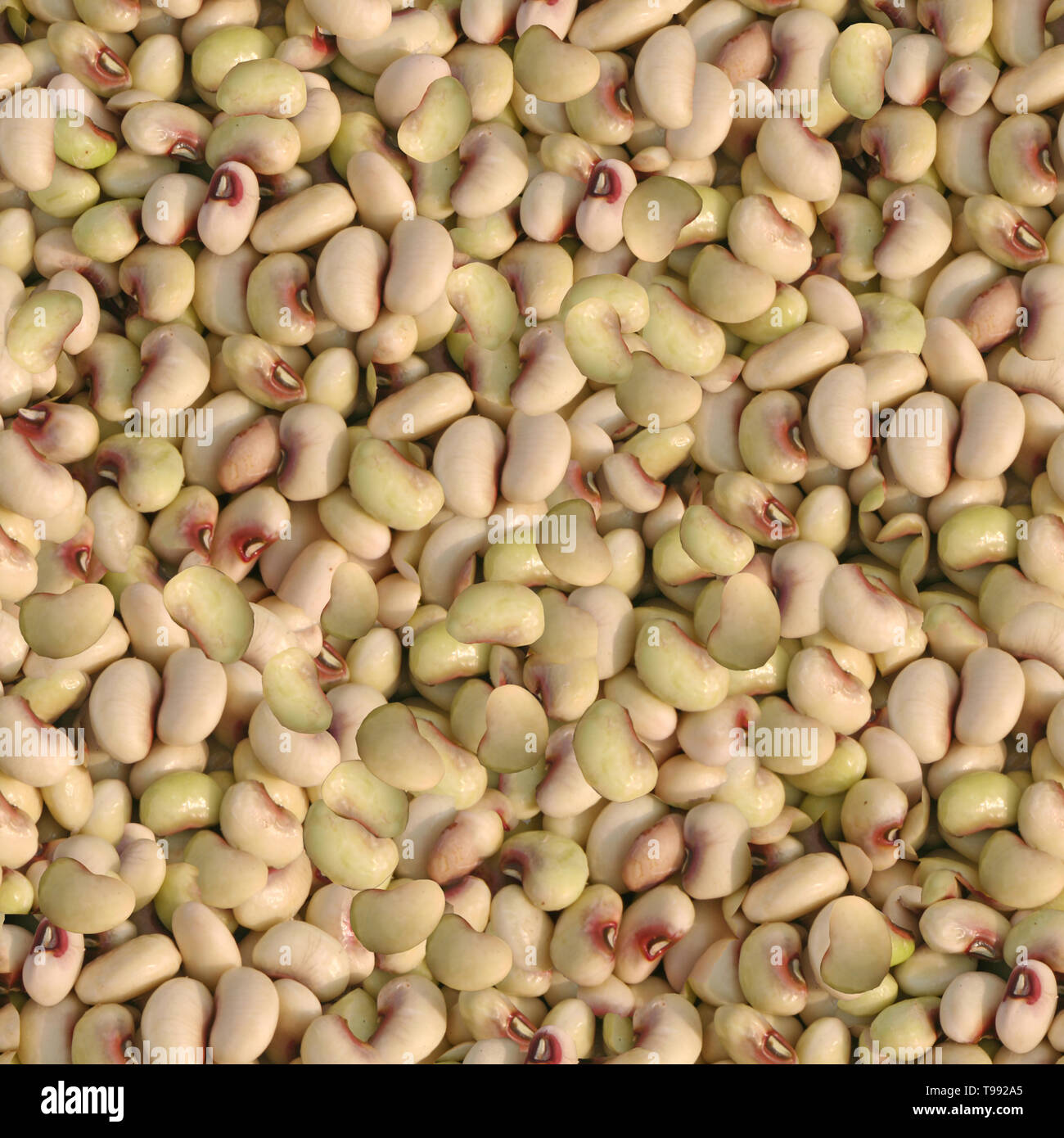 Black Eyed Peas Seamless Texture Tile Stock Photo