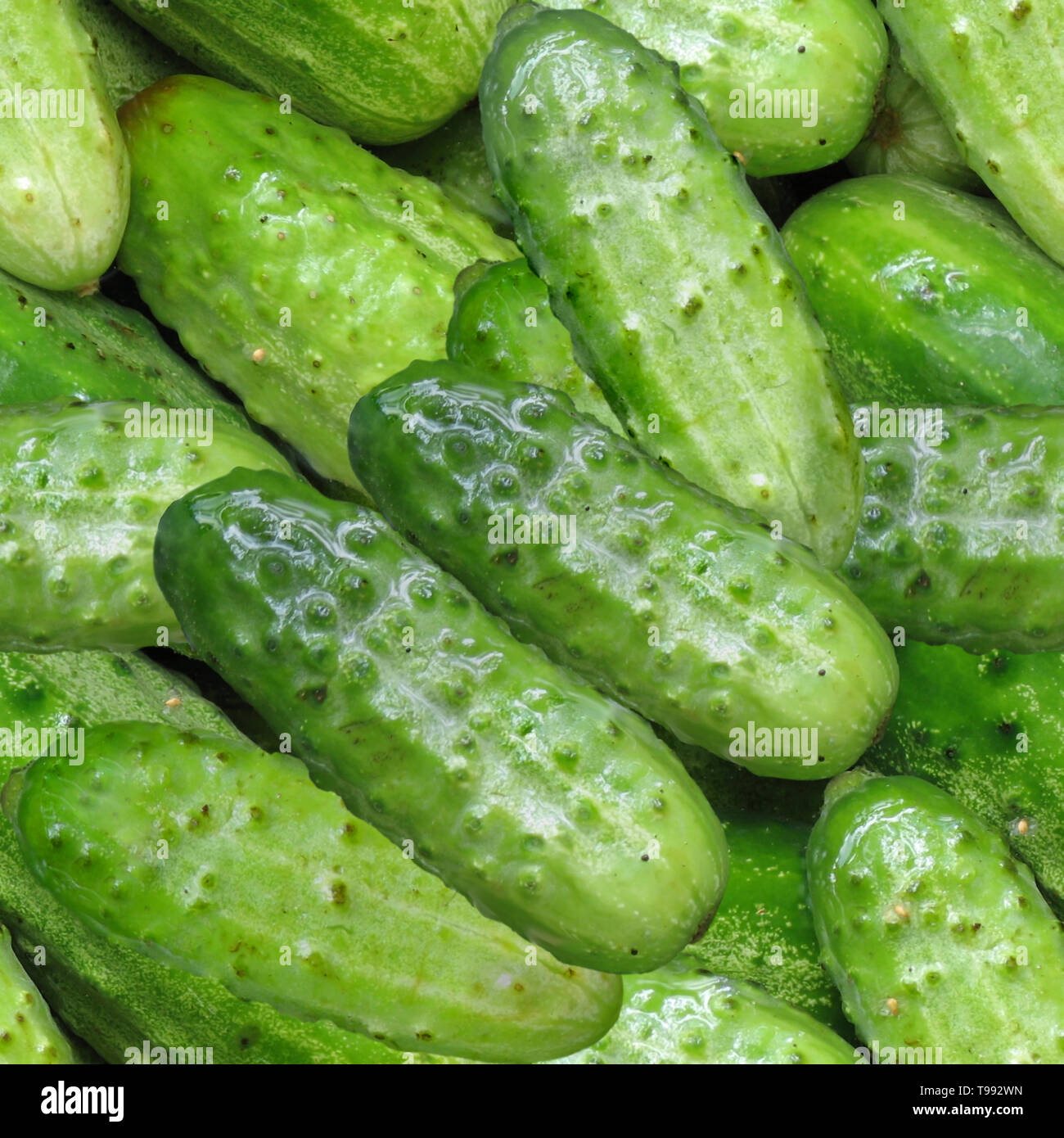 Kosher dill pickles hires stock photography and images Alamy