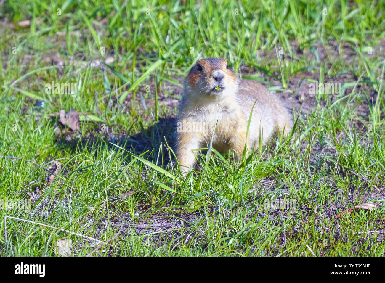 Gopher eats grass after hibernation Stock Photo Alamy