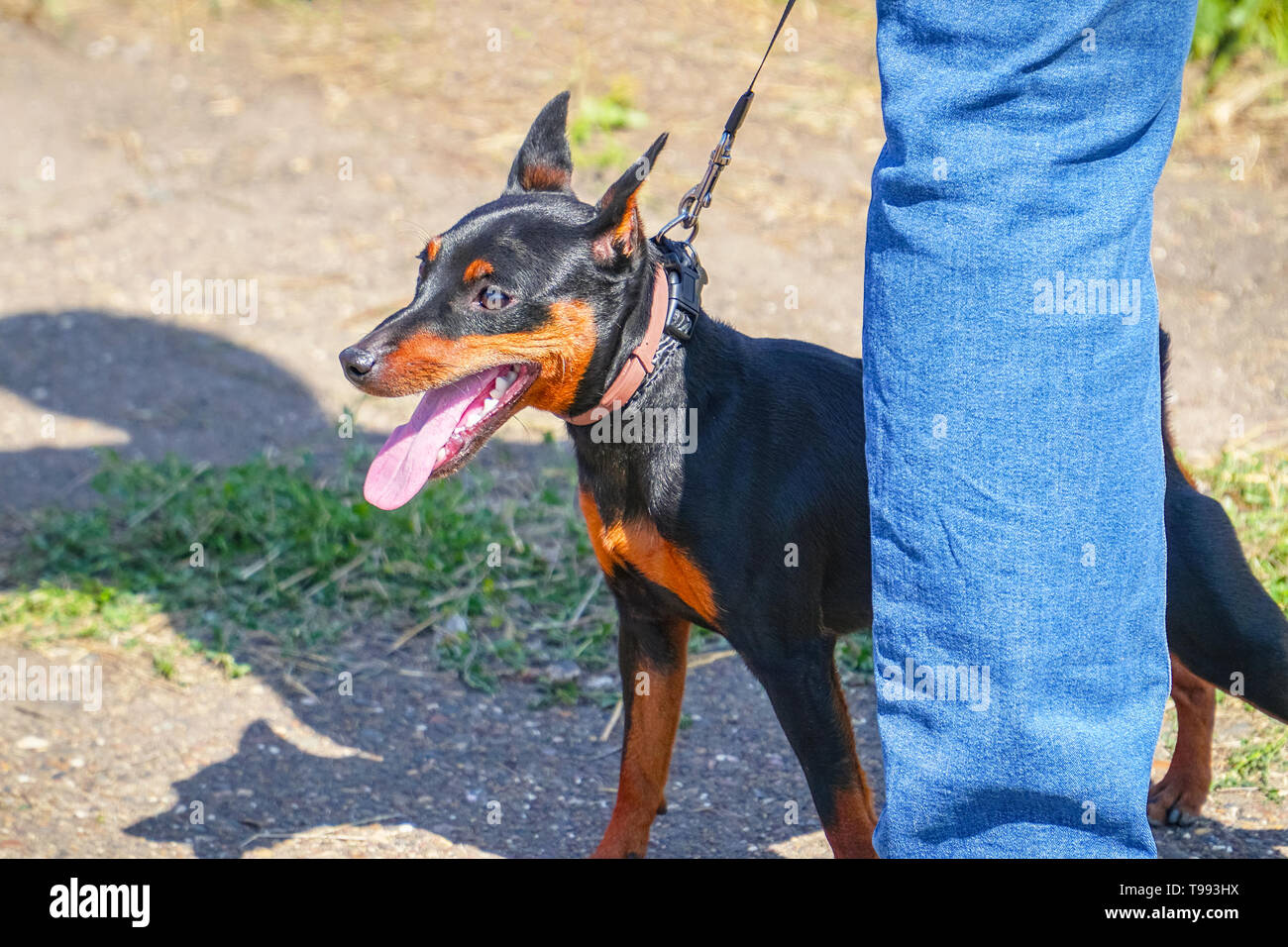 Miniature Pinscher dog on a leash with the owner Stock Photo