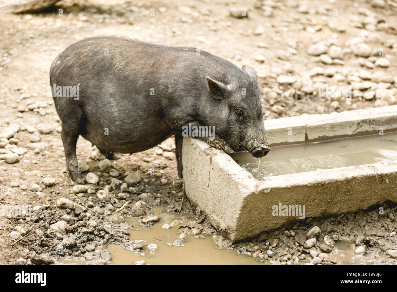 Female pregnant pork at a farm. Organic farming concept Stock Photo Alamy