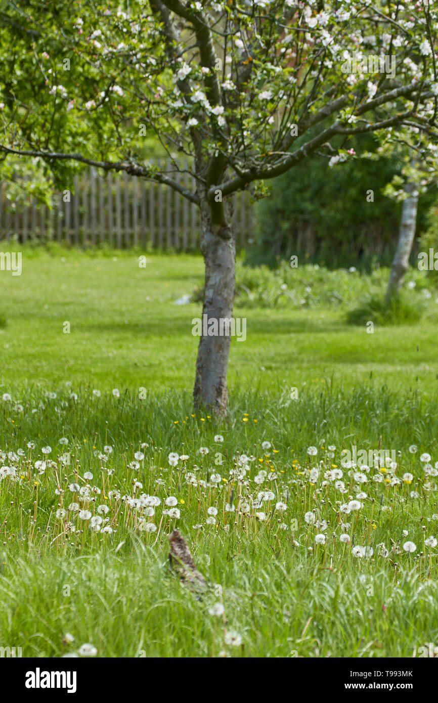 Apple tree in spring garden orchard with meadow flowers below in the sunshine Stock Photo