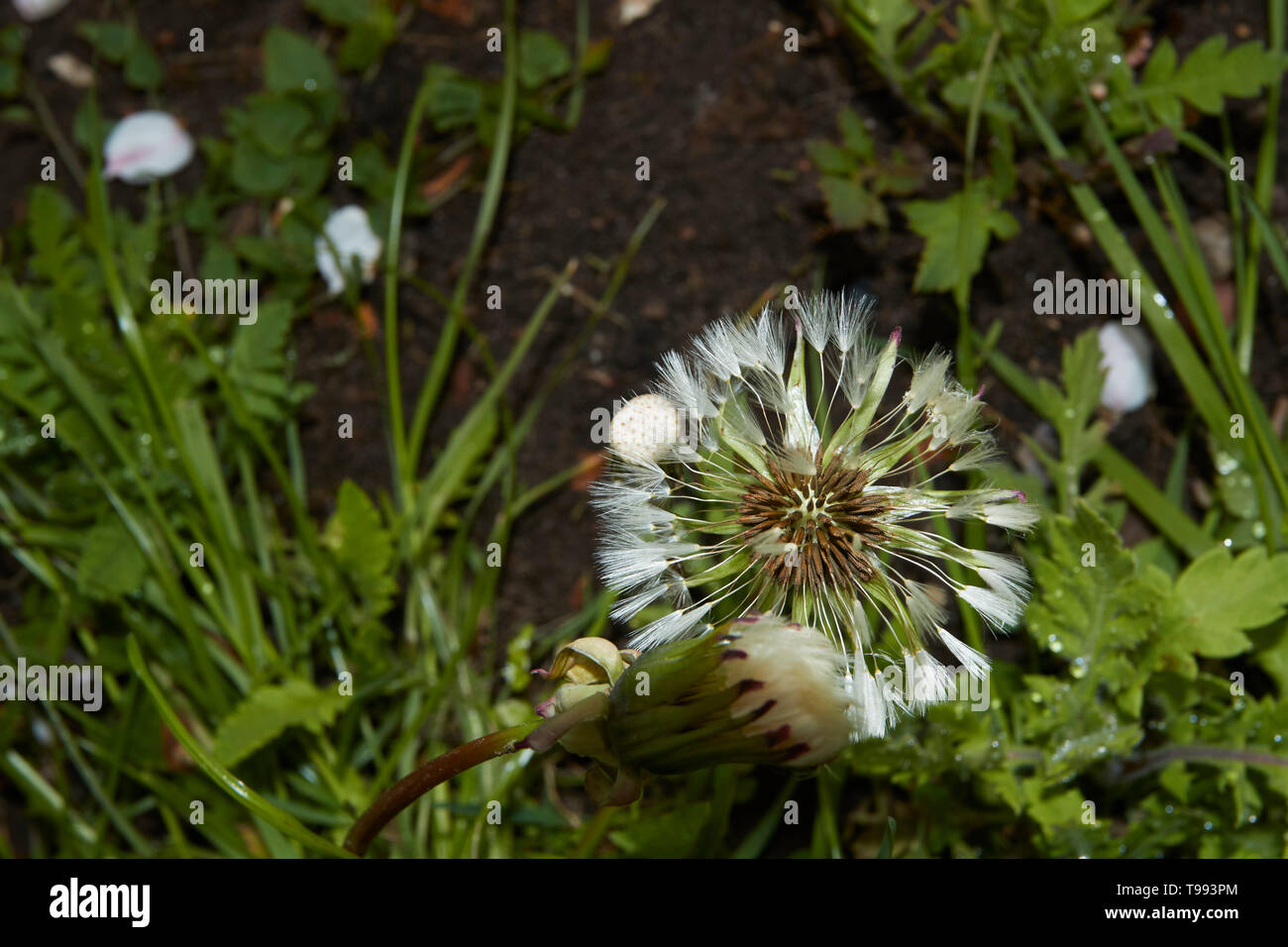 Dandelion clocks in spring grassland, London, England, United Kingdom