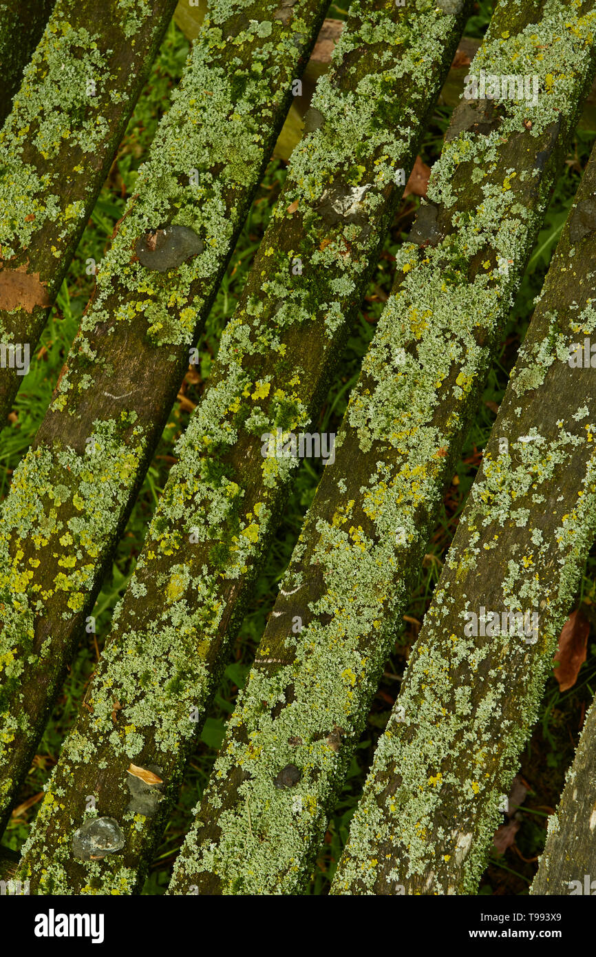 Abstract of slotted bench covered in algae, Stratford-on-Avon, England, United Kingdom, Europe Stock Photo