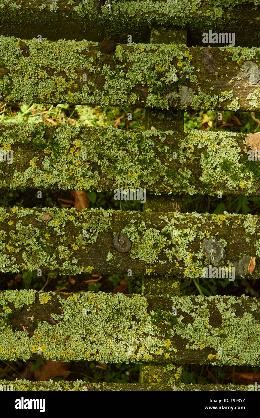 Abstract of slotted bench covered in algae, Stratford-on-Avon, England, United Kingdom, Europe Stock Photo