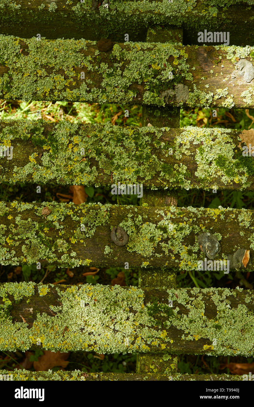 Abstract of slotted bench covered in algae, Stratford-on-Avon, England, United Kingdom, Europe Stock Photo