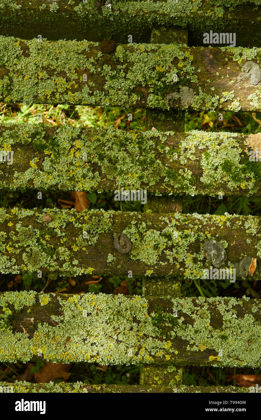 Abstract of slotted bench covered in algae, Stratford-on-Avon, England, United Kingdom, Europe Stock Photo