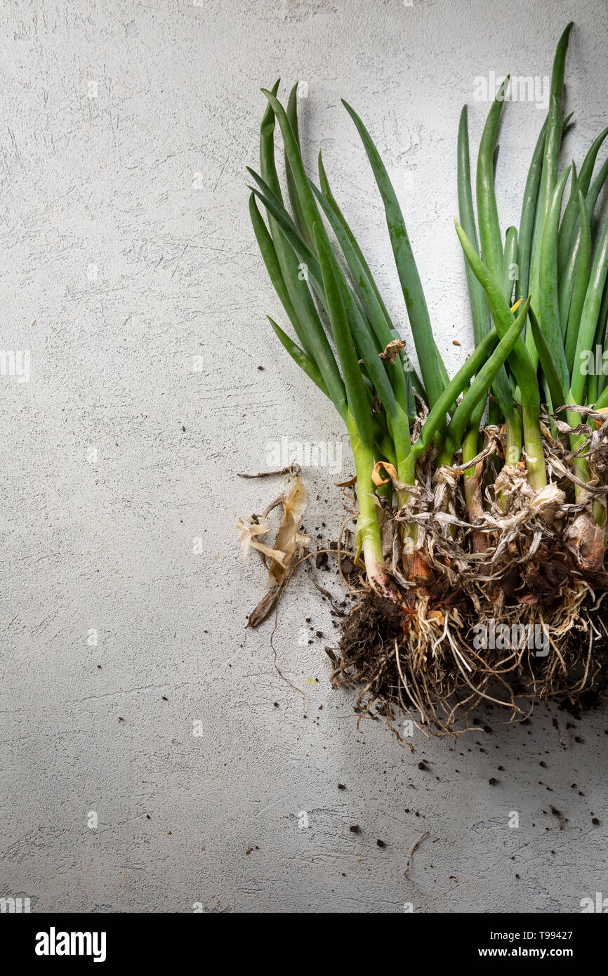 Bunch green onions copy hi-res stock photography and images - Alamy