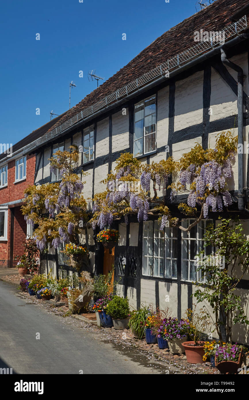 Wisteria plant in flower in the Vale of Evesham town of Alcester in spring, England, United Kingdom, Europe Stock Photo
