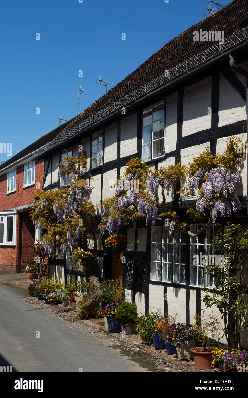Wisteria plant in flower in the Vale of Evesham town of Alcester in spring, England, United Kingdom, Europe Stock Photo
