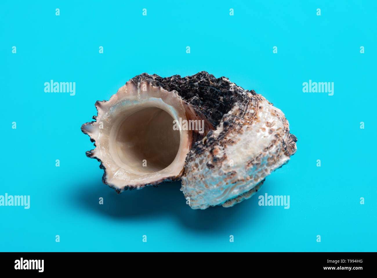 conch shell on a blue background Stock Photo - Alamy