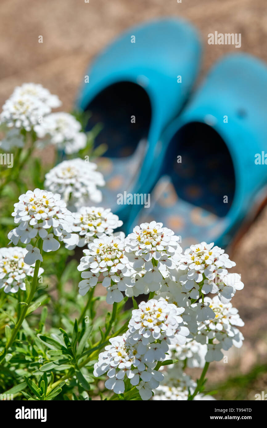 A pair of colorful gardening shoes is standing in the bright sun behind some beautiful white springtime flowers in full bloom on the first step of  co Stock Photo