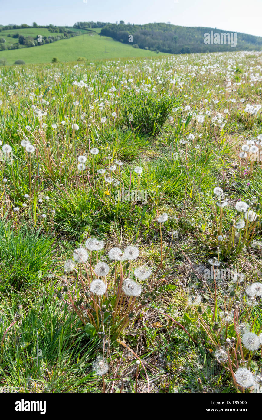 Dandelions and the wild flowers planted at the edges of a field on a