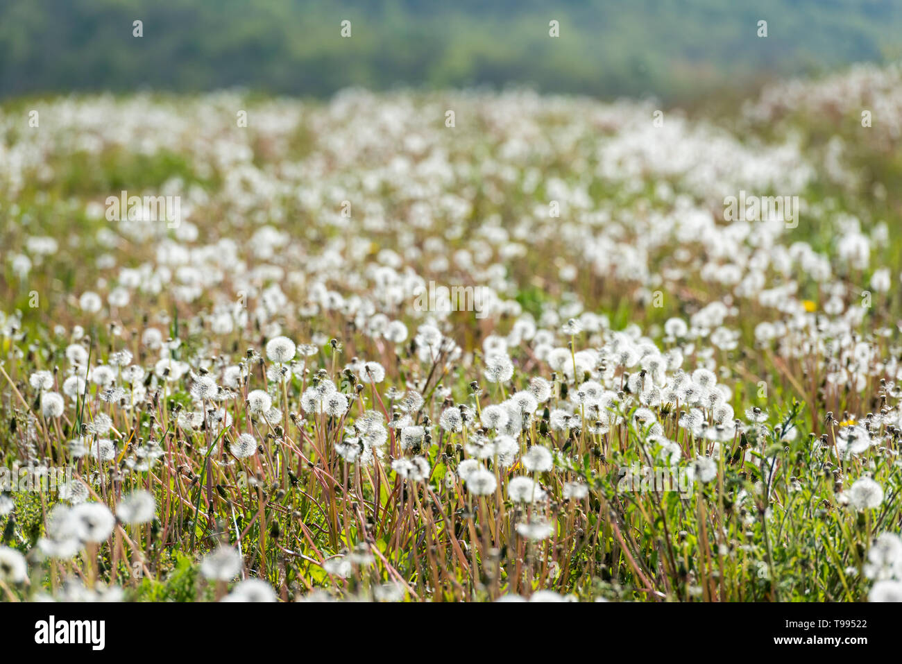 Dandelions and the wild flowers planted at the edges of a field on a farm to help wildlife friendly farming Stock Photo