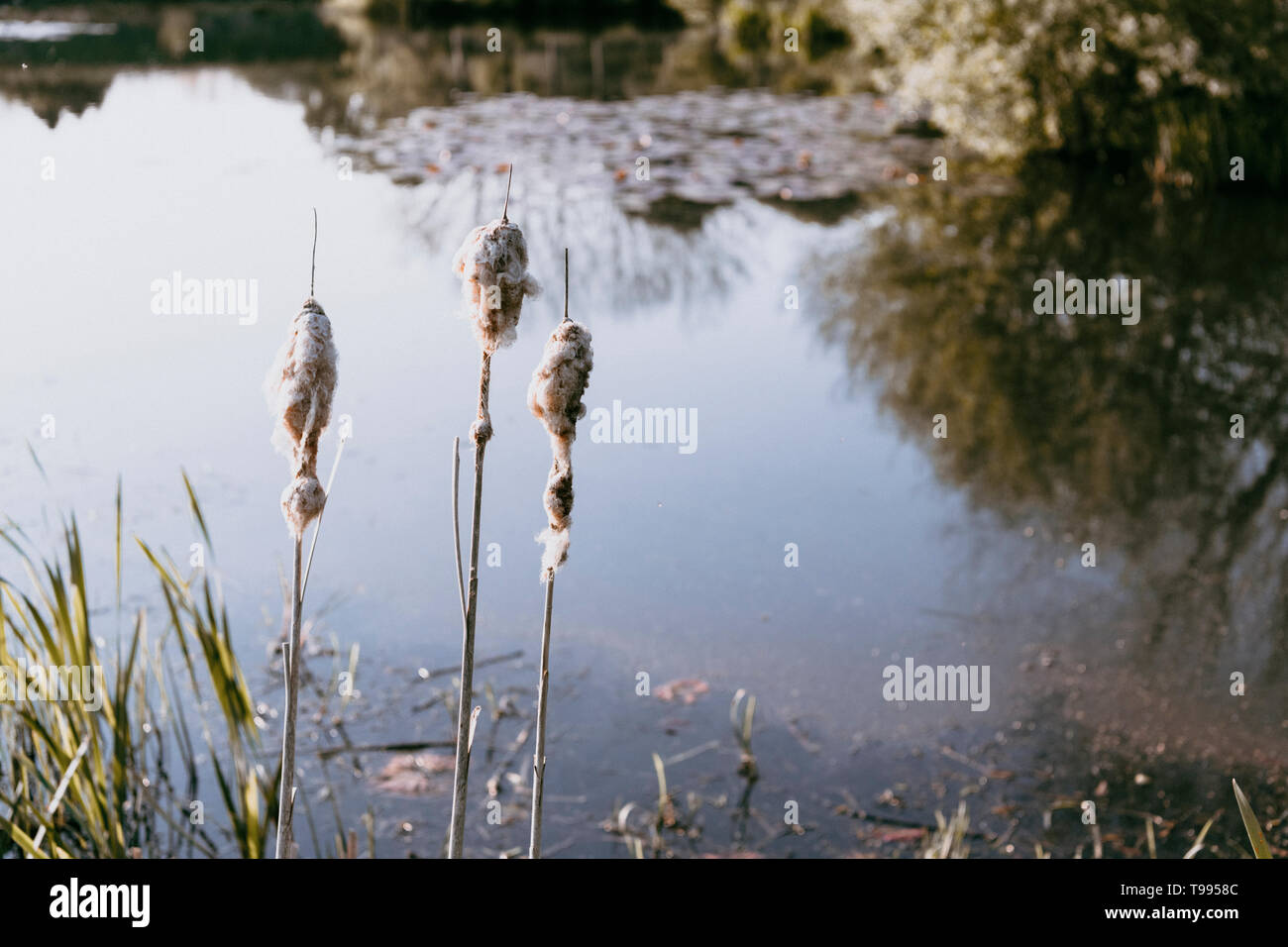 Bullrushes at the edge of lake in Yorkshire UK with reflections of trees on the pond Stock Photo