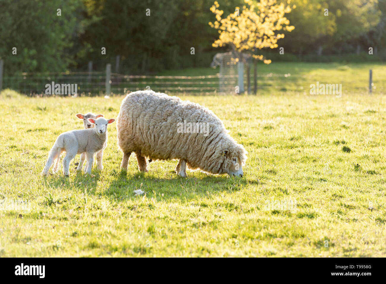 A sheep with lambs in a field on a farm in Yorkshire UK Stock Photo Alamy