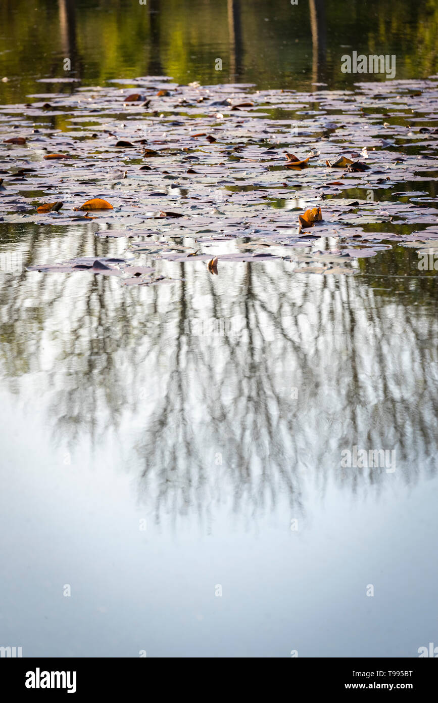 Trees reflecting in a pond hi-res stock photography and images - Alamy