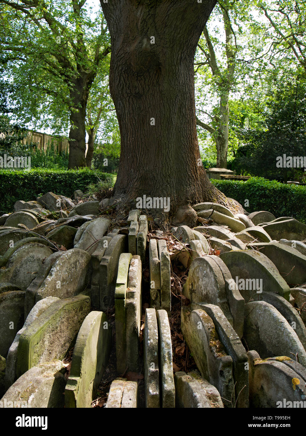 Grave stones surrounding the Hardy Tree in St. Pancras Old Church, London Stock Photo