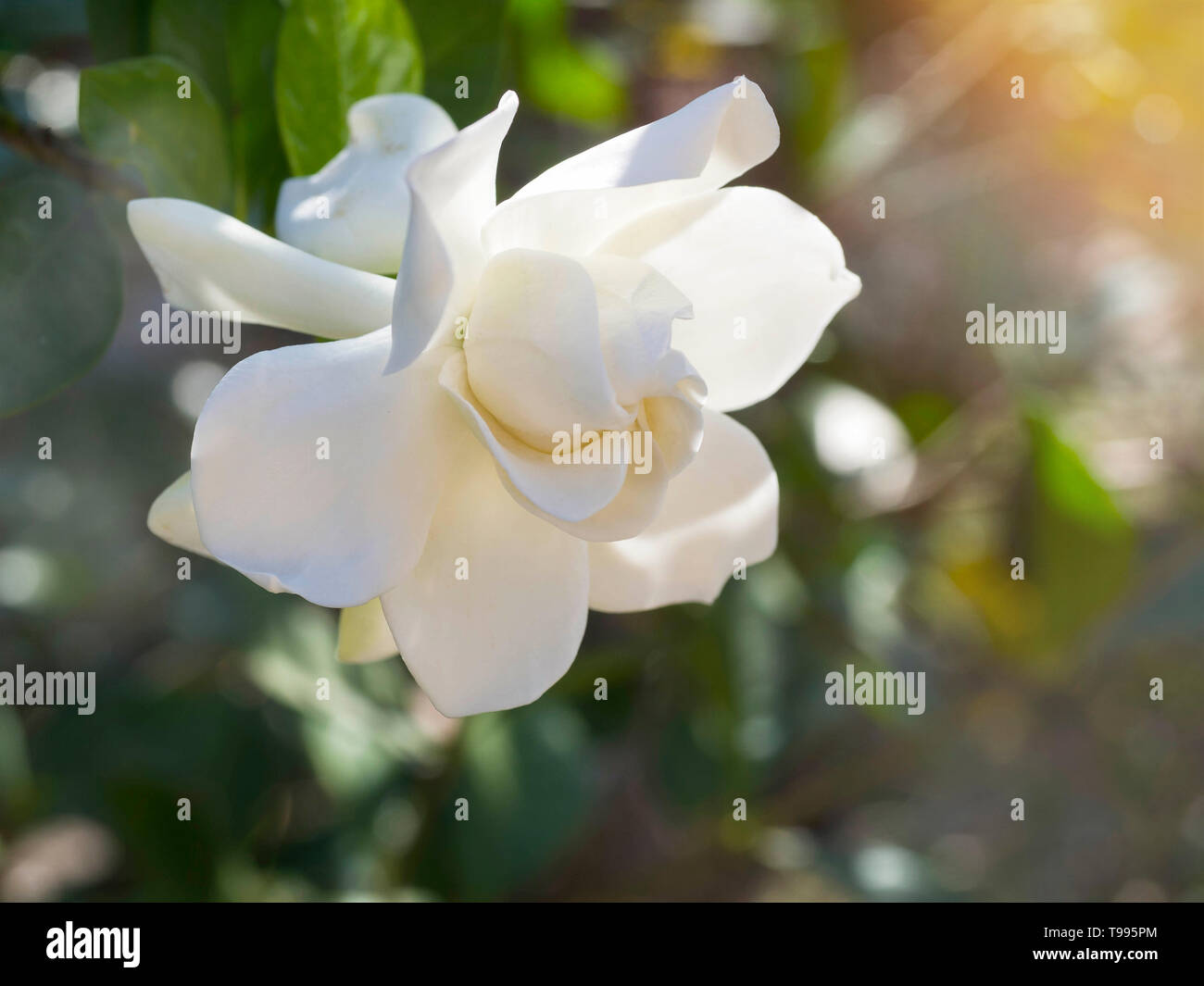 Gardenia jasminoides flower as known as Cape Jasmine flower blown by the  wind in the morning sunlight. pastel colored Stock Photo - Alamy