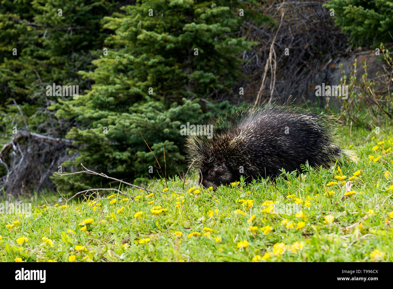 porcupine, Banff National Park, Alberta, Canada Stock Photo
