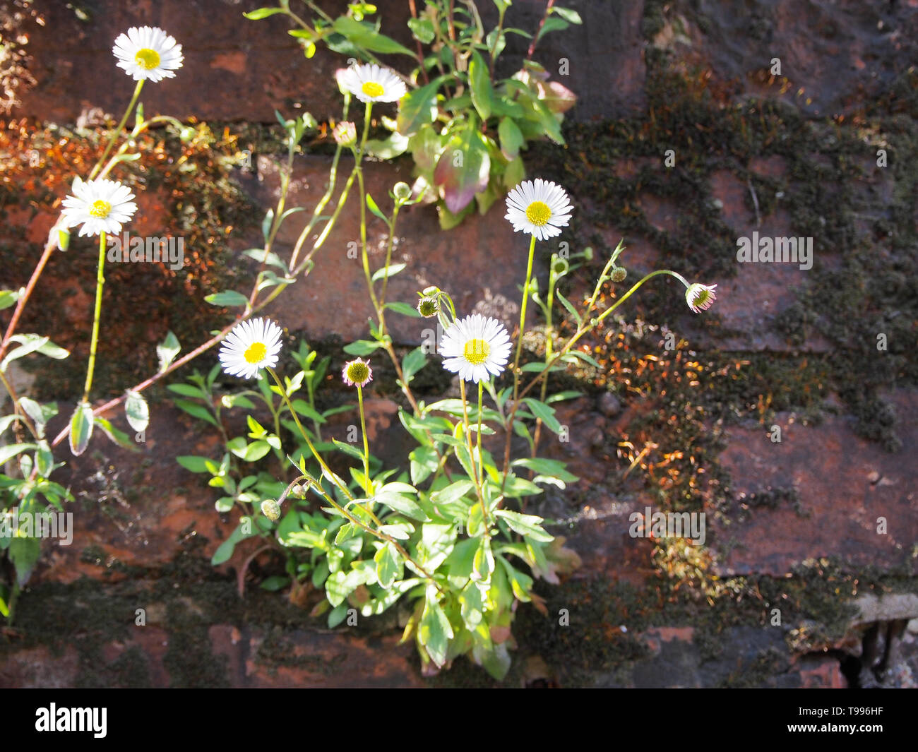Weeds growing in an old wall hi-res stock photography and images - Alamy