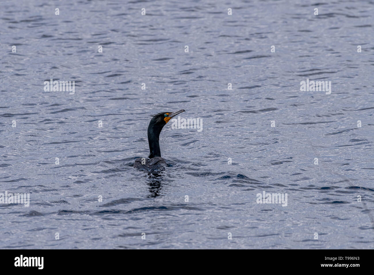 Breeding Double-crested Cormorant (Phalacrocorax auritus) swimming. Stock Photo