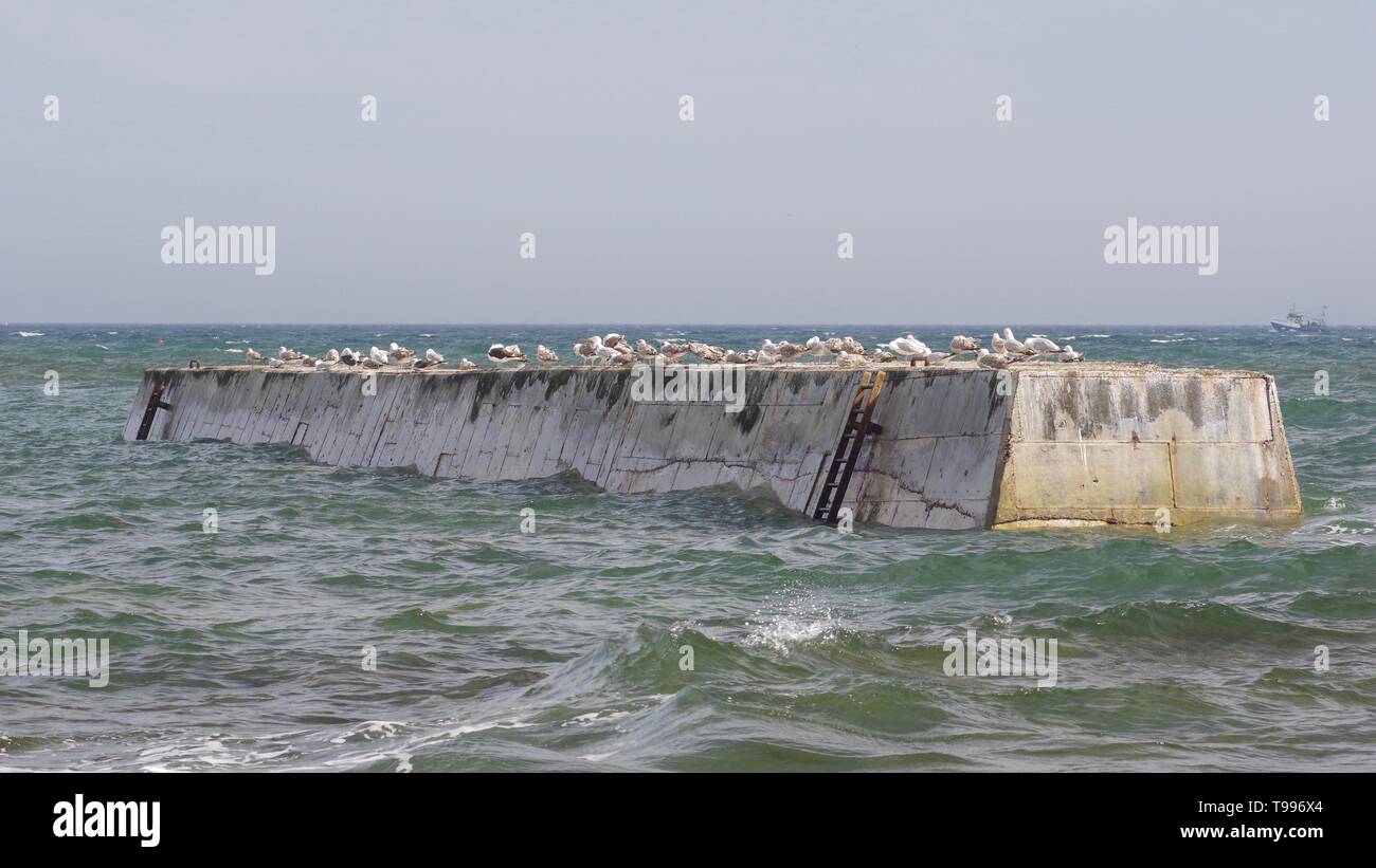 Herring Gulls (Larus argentatus) Resting on the Harbour Wall at St