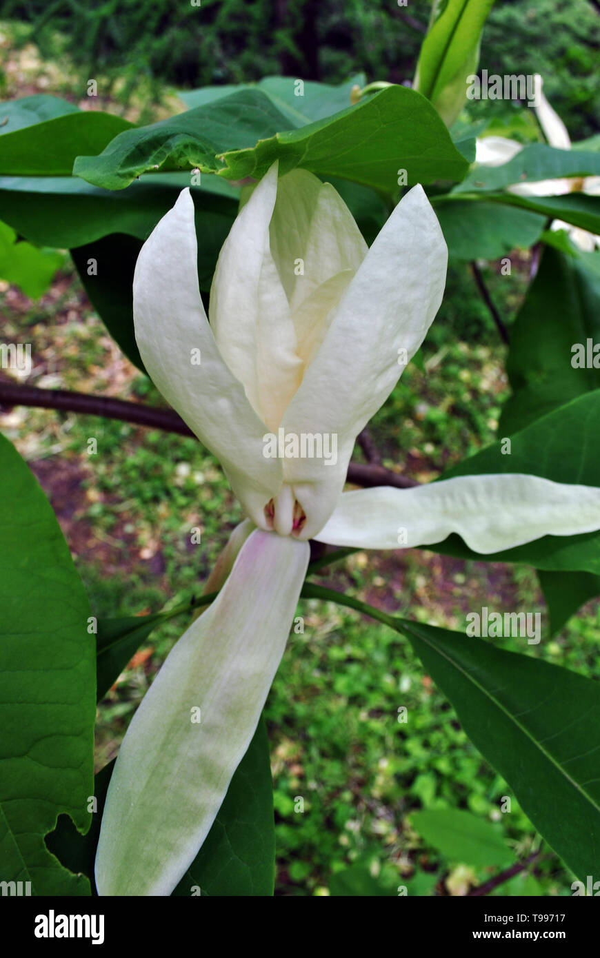 White magnolia tripetala (umbrella magnolia or umbrellatree) flower