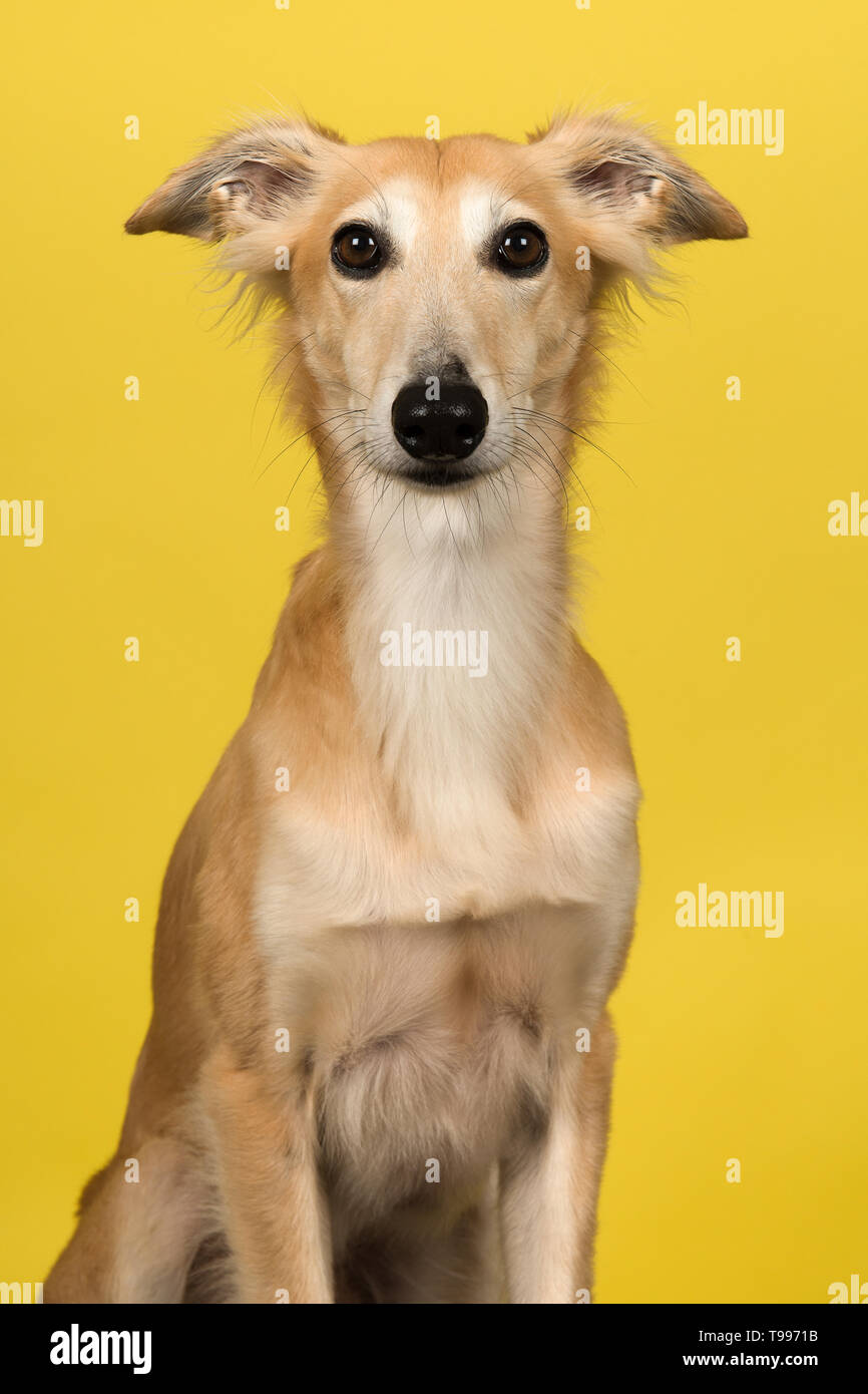 Long haired hot sale whippet puppies