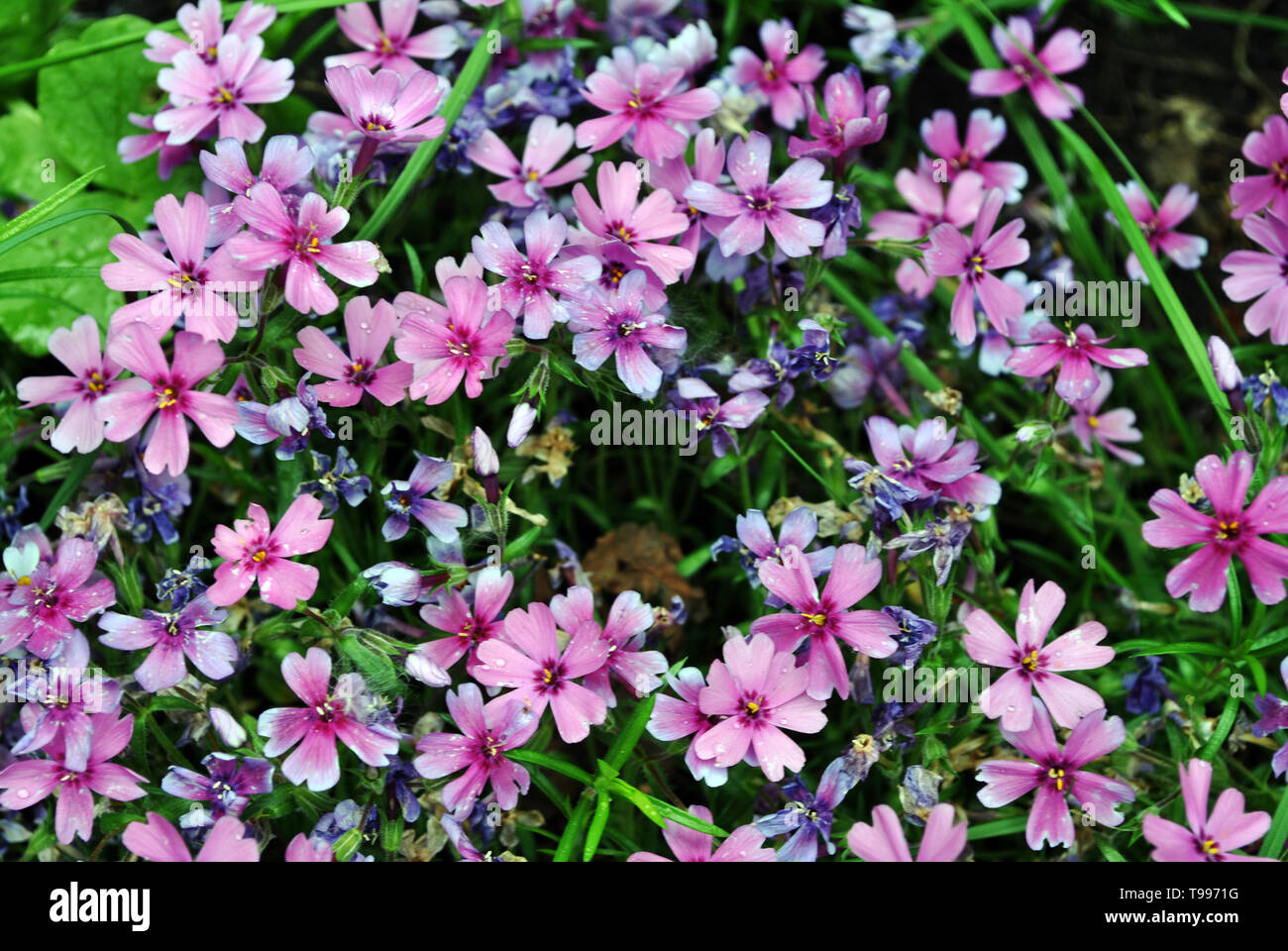 Dianthus deltoides (maiden pink) flowers background, close up detail Stock Photo