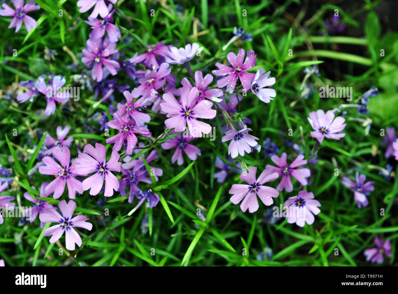 Dianthus deltoides (maiden pink) flowers and green leaves background, close up detail Stock Photo