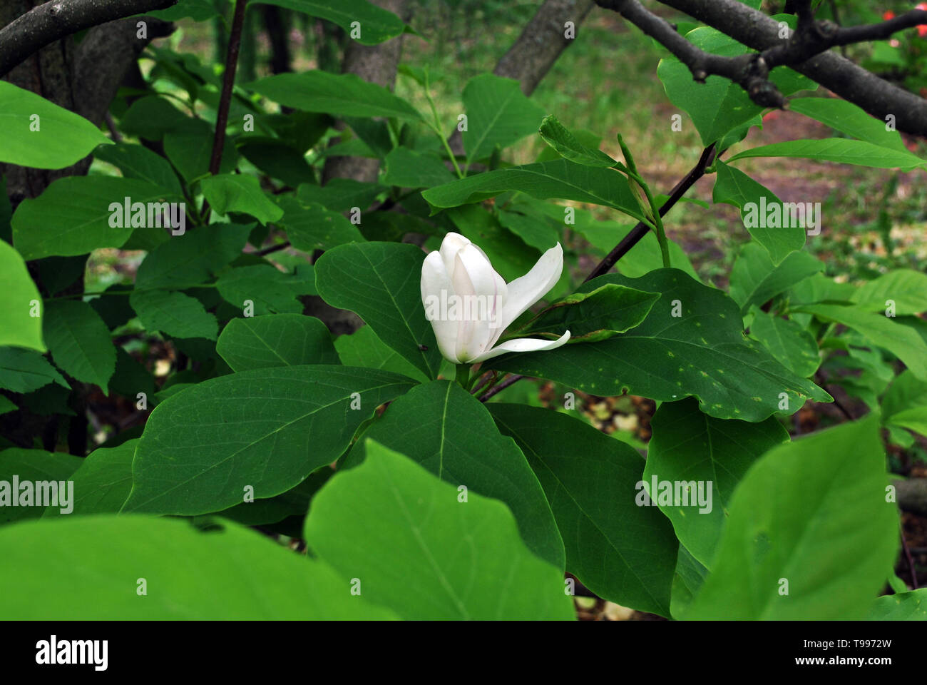 White magnolia soulangeana (saucer magnolia) flower, close up detail, soft dark green blurry leaves background Stock Photo