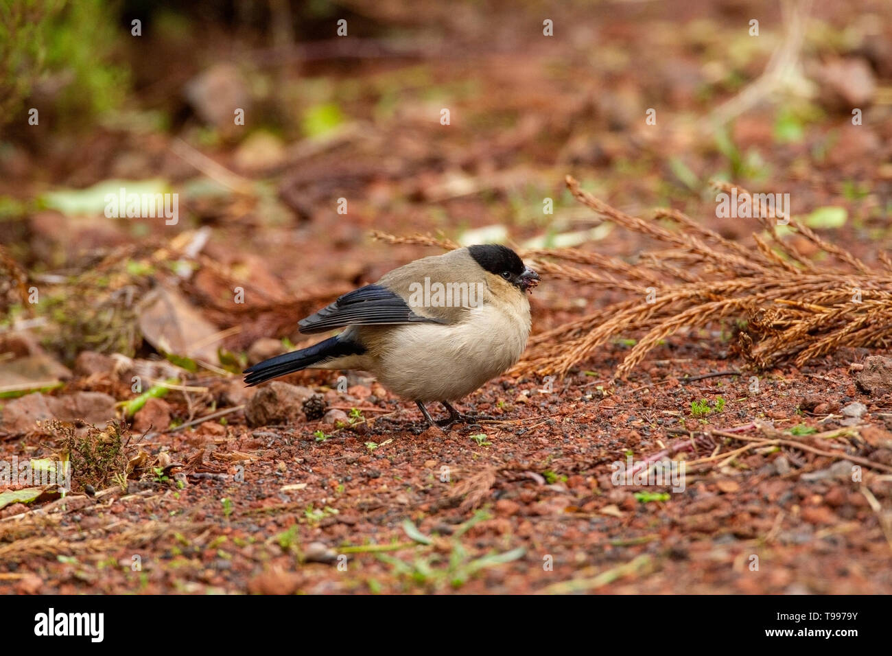 Azorean bullfinches hi-res stock photography and images - Alamy