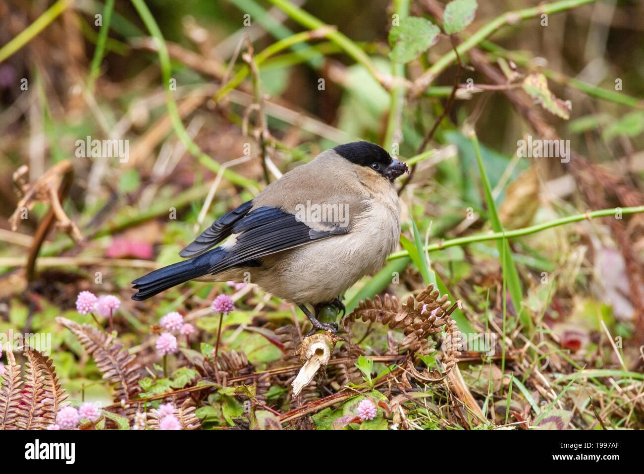 Azorean bullfinches hi-res stock photography and images - Alamy