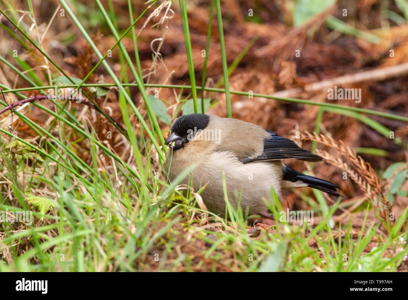 Azores finch hi-res stock photography and images - Alamy