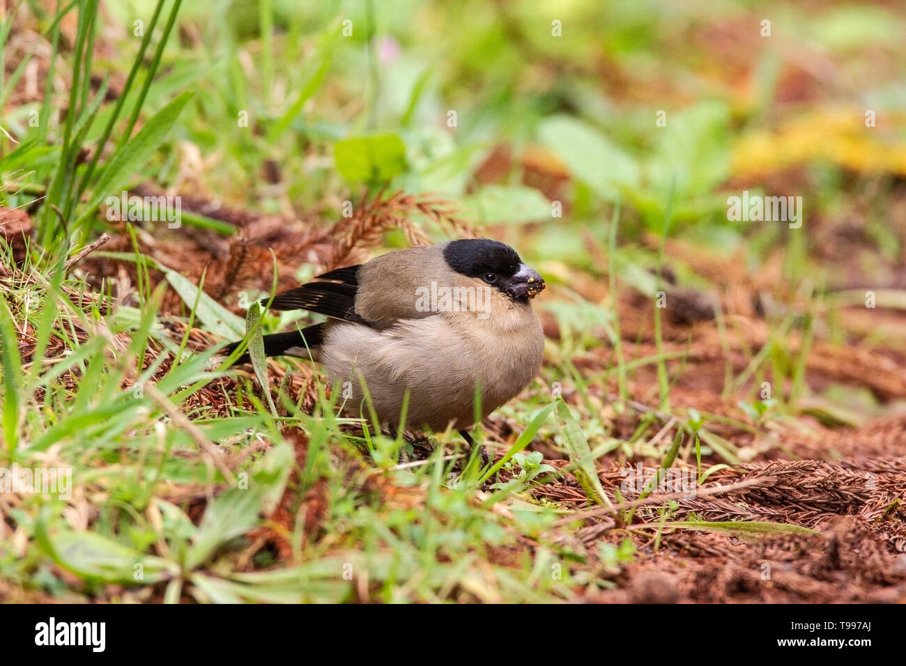 Azorean bullfinches hi-res stock photography and images - Alamy