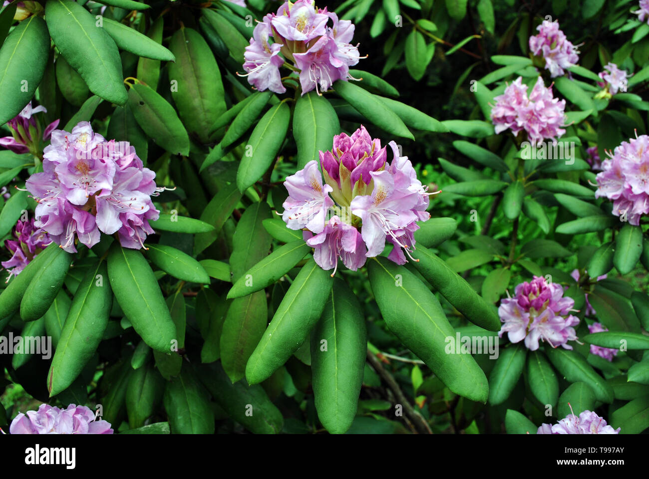 Top view purple rhododendron hi-res stock photography and images - Alamy
